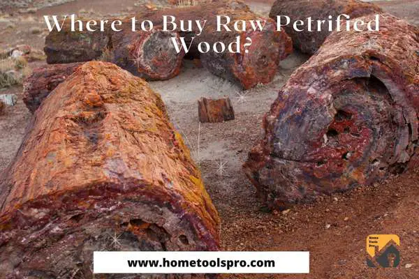 Where to Buy Raw Petrified Wood